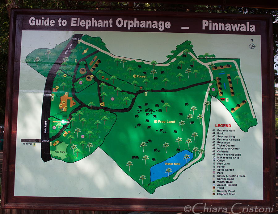 "Sri Lanka" Pinnawala elephant orphanage