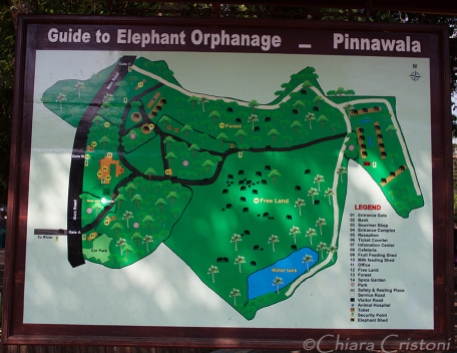 "Sri Lanka" Pinnawala elephant orphanage
