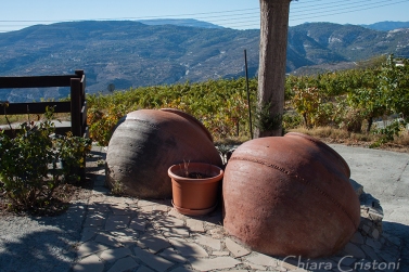 In the Cyprus wine region